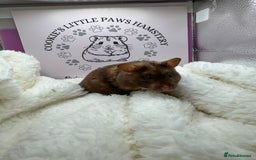 Hamster rodents for sale: Tame Syrian hamsters  - Image 4