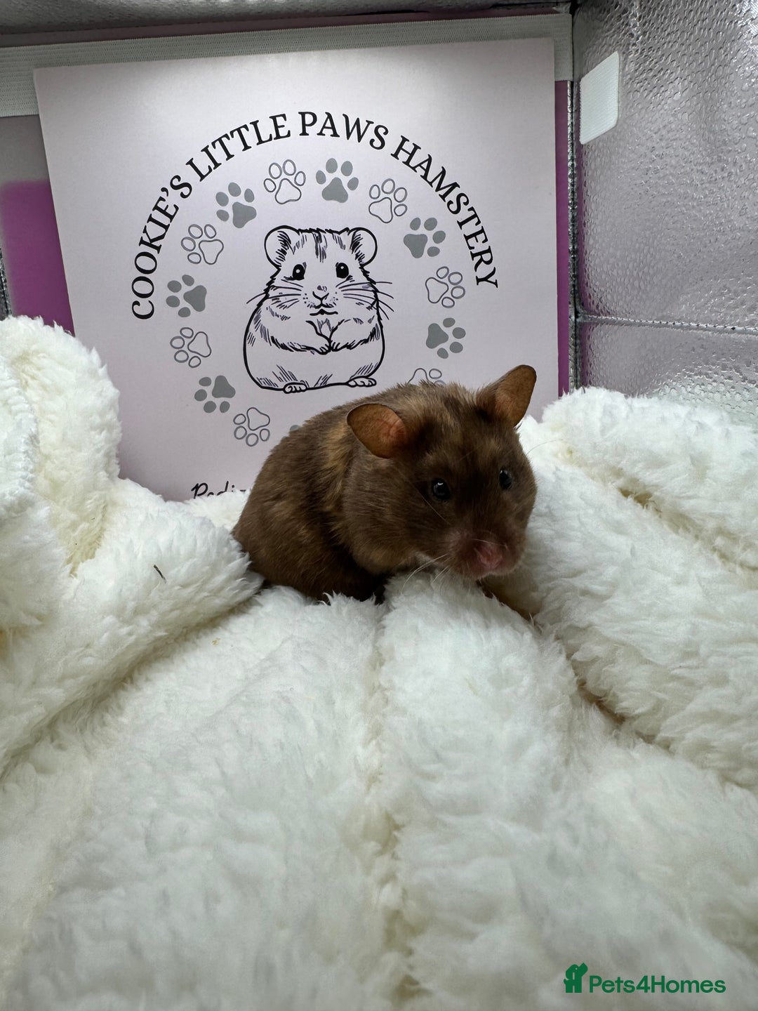 Hamster rodents for sale: Tame Syrian hamsters  - Image 4