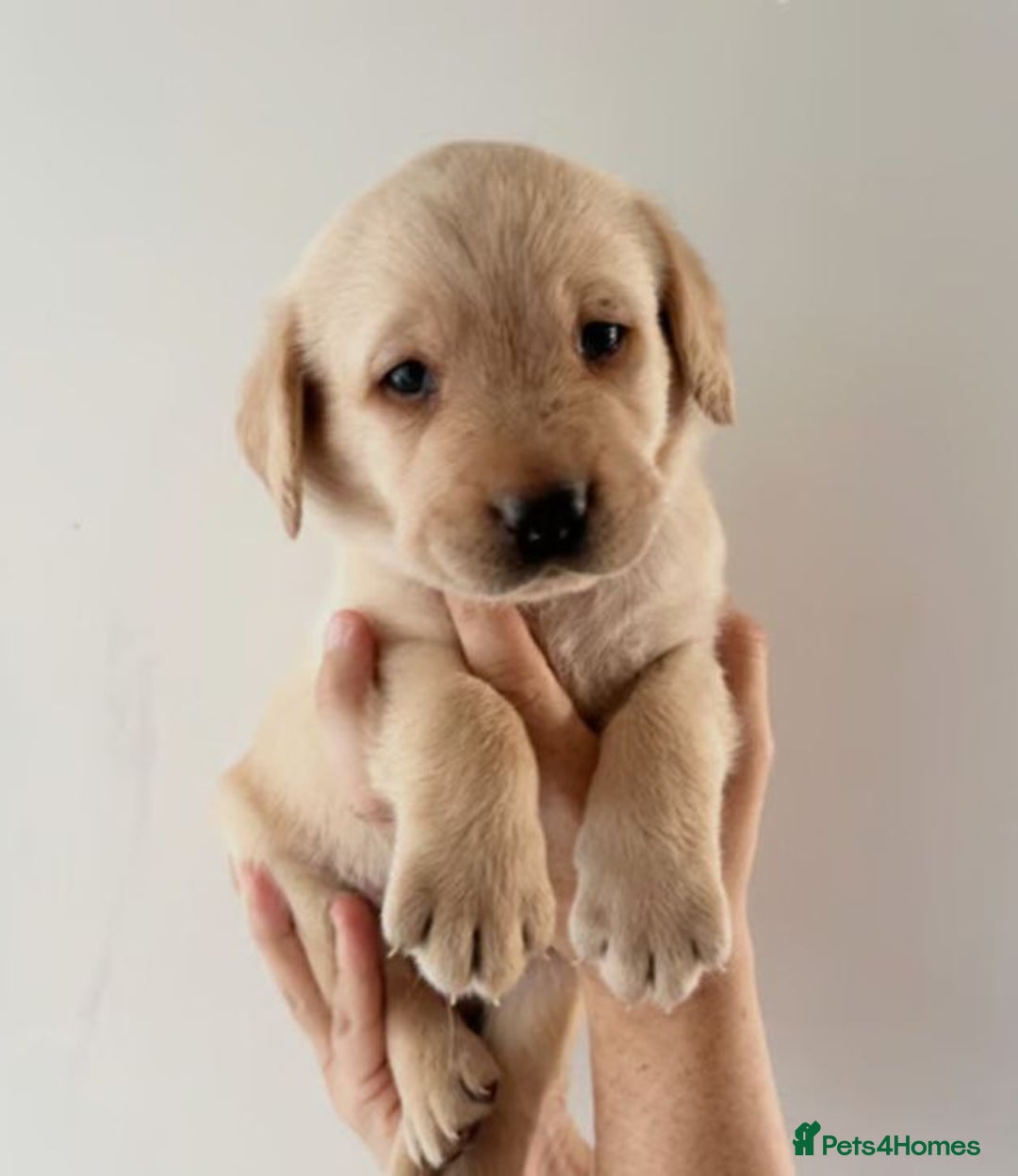 Labrador Retriever dogs for sale: Labrador Retriever Puppies - Image 5