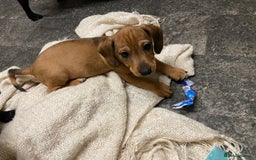 Mixed Breed dogs for sale: Patterjack cross Dachshund  - Image 6