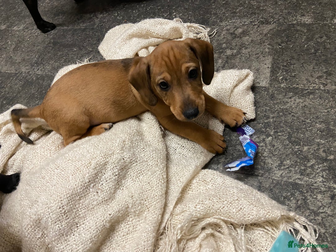 Mixed Breed dogs for sale: Patterjack cross Dachshund  - Image 6