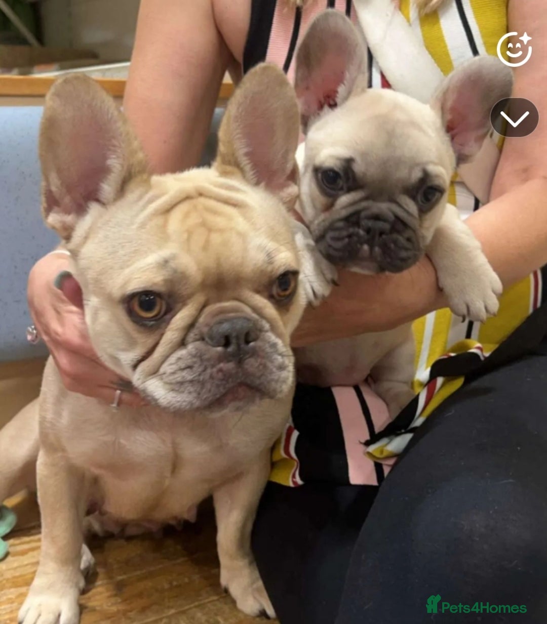 French Bulldog dogs for sale: Exquisite Pedigree French Bull Dog Puppies  - Image 15