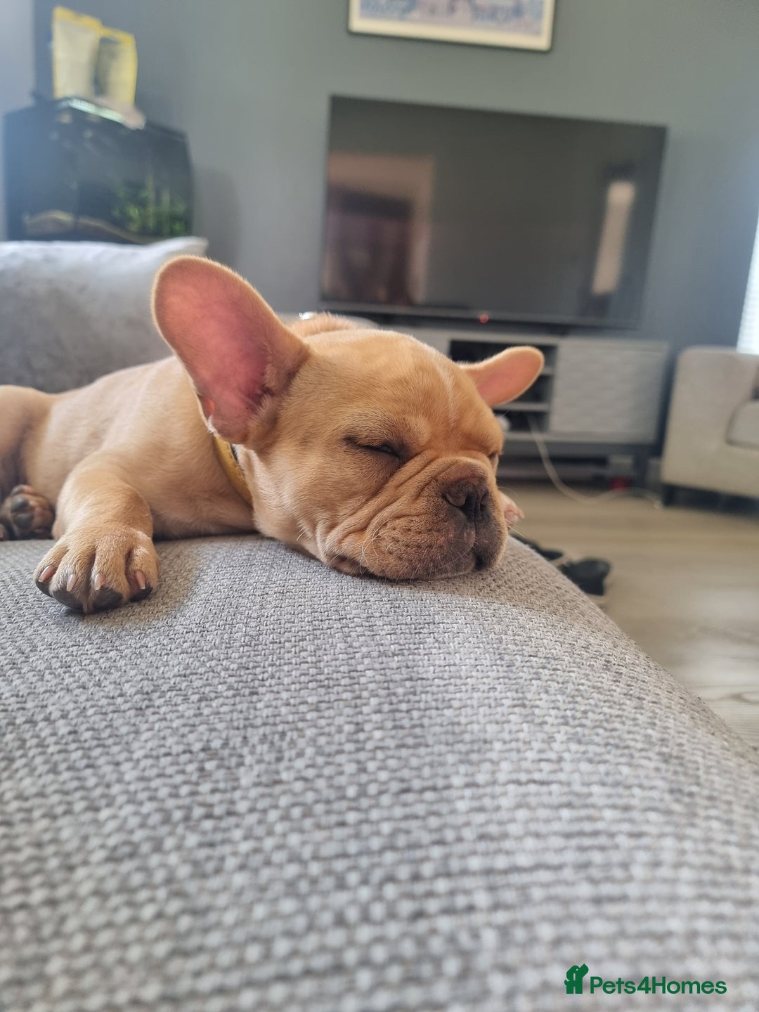 French Bulldog dogs for sale: Male French Bulldog available now  in Wisbech - Image 14