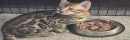 Bengal cats for sale: 2 Lovely TICA registered Bengal Kittens - Advert 4