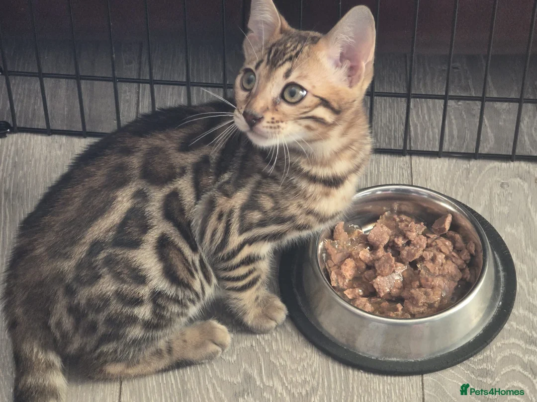 Bengal cats for sale: 2 Lovely TICA registered Bengal Kittens - Advert 4