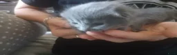 Mixed Breed cats for sale: Russian blue, mixed breed in Great Yarmouth - Advert 7