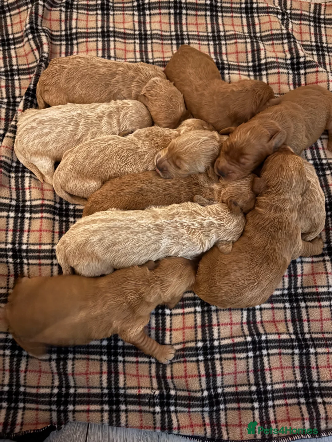 Mini Goldendoodle dogs for sale: Are Gorgeous golden doodle puppies 🐶 - Advert 9