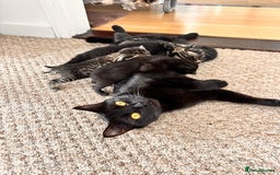 Mixed Breed cats for sale: Kittens for sale - Image 10