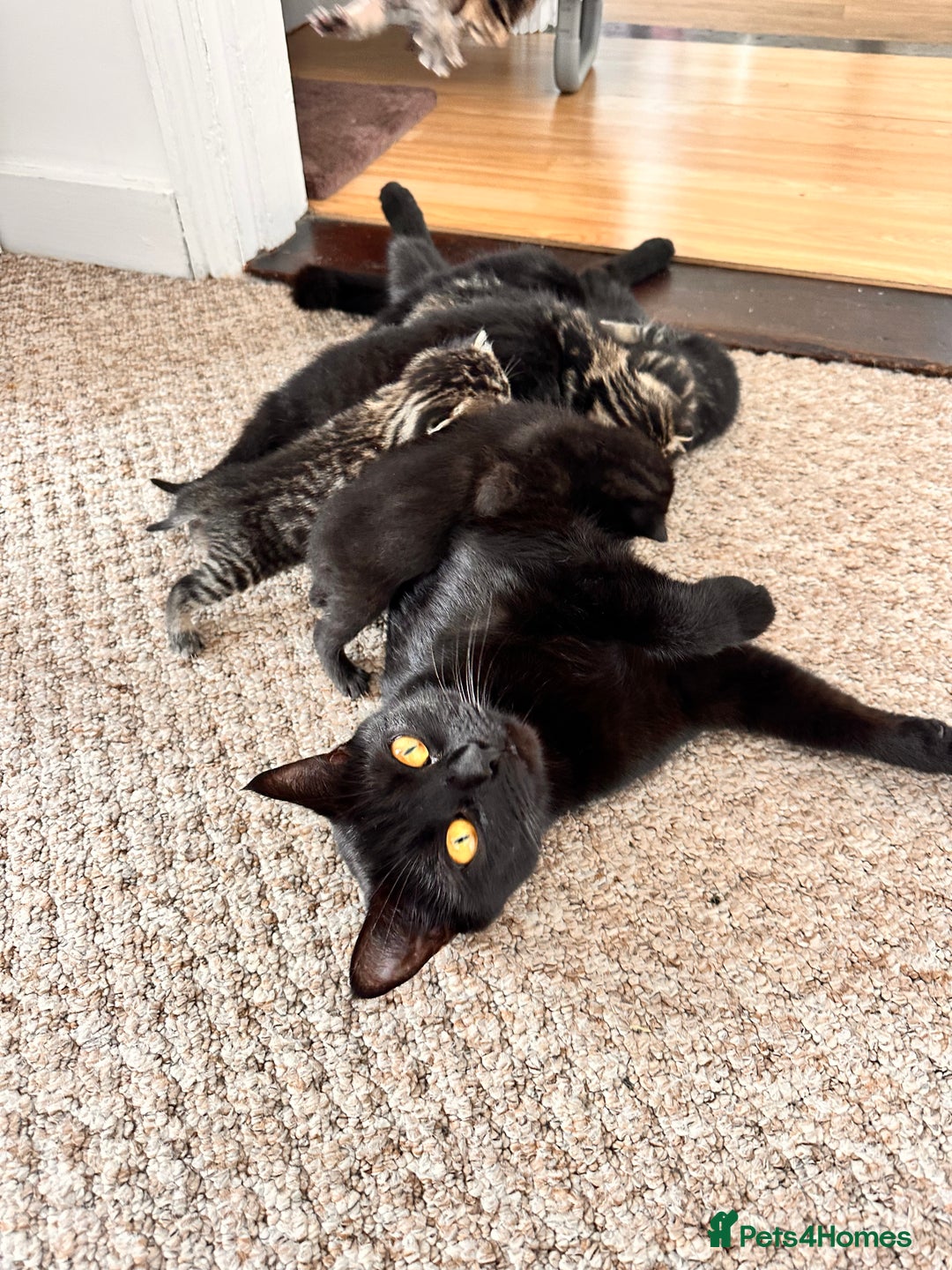 Mixed Breed cats for sale: Kittens for sale - Image 10