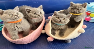 British Shorthair cats - Advert 4