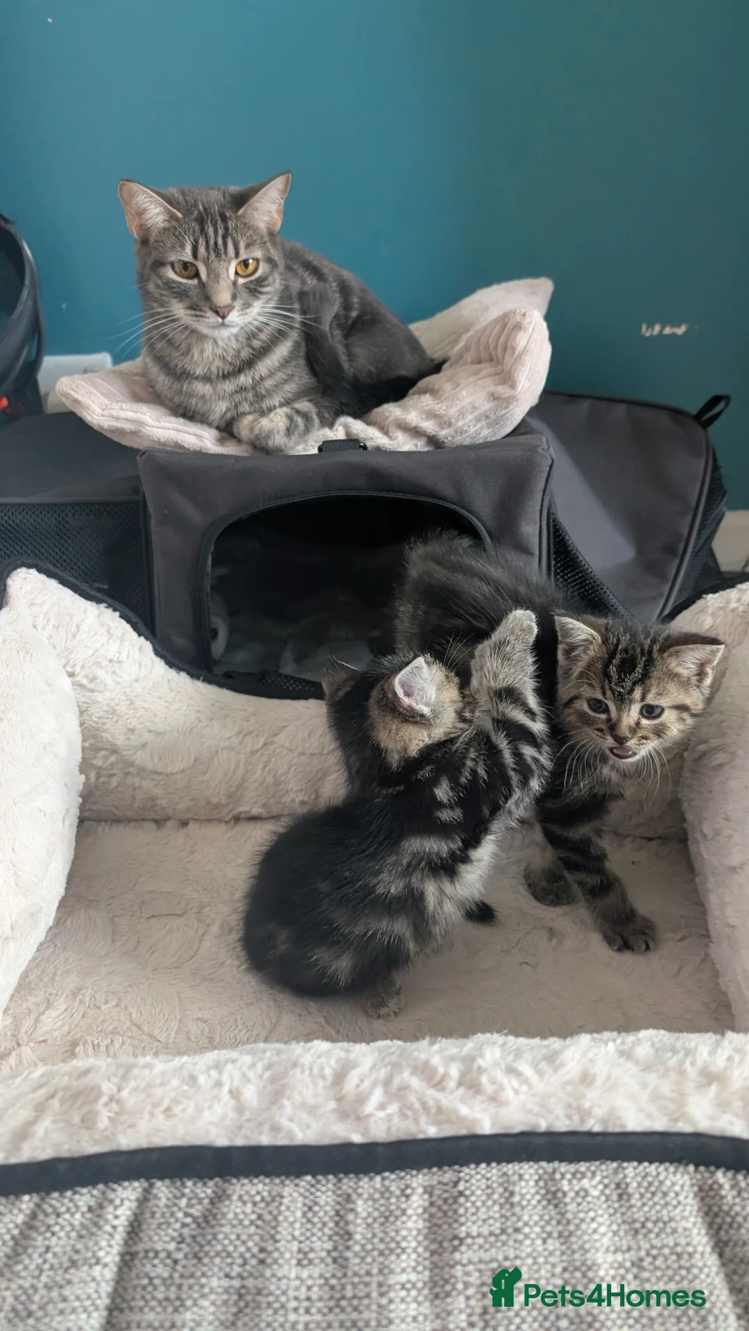Mixed Breed cats for sale: Grey tabby Kitten ready for a home in London - Advert 2