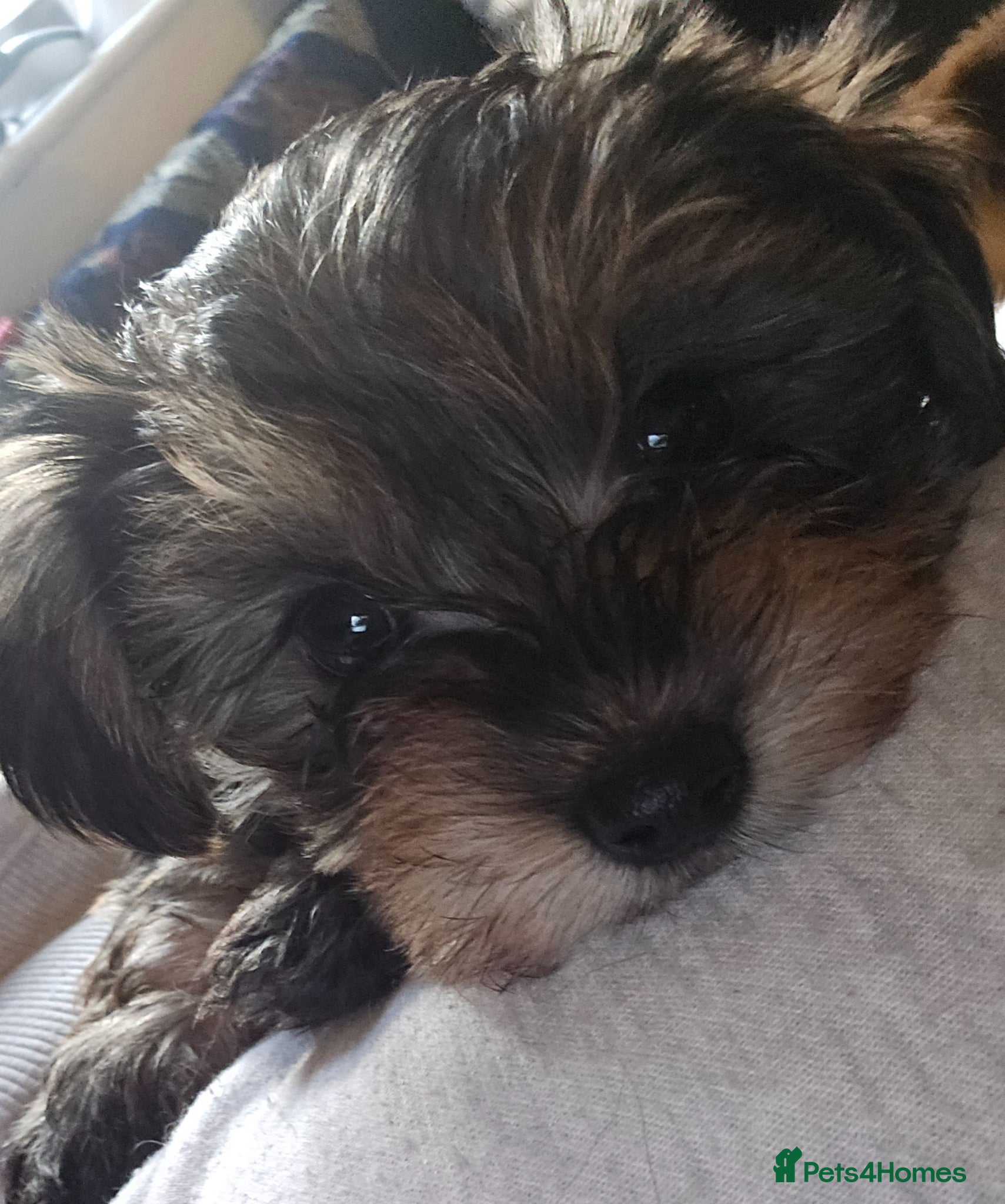Yorkshire Terrier dogs Ready this weekend! Yorkshire Terrier Puppies - Advert 3