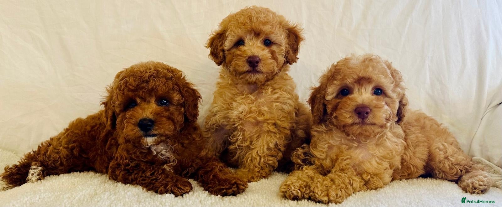 Toy Poodle dogs Toy poodle puppies  - Advert 16