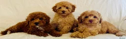 Toy Poodle dogs for sale: Toy poodle puppies  in Wakefield - Advert 1
