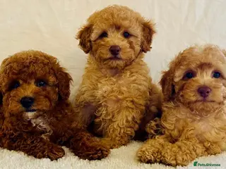 Toy Poodle dogs Toy poodle puppies - Advert 3