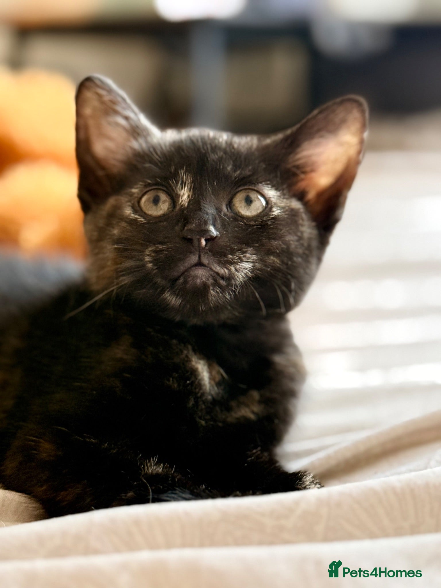 Mixed Breed cats Adorable Kittens Looking for Loving Homes - Advert 2