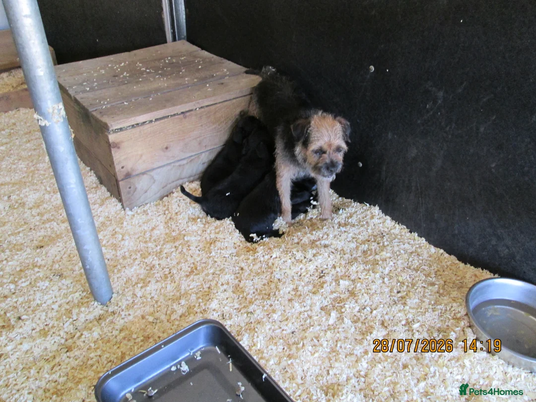 Mixed Breed dogs for sale: boreder patterdale crose borderdal,s - Advert 2