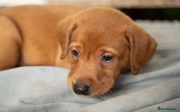 Labrador Retriever dogs for sale: Stunning Fox Red Labrador Puppies For Sale - Image 11