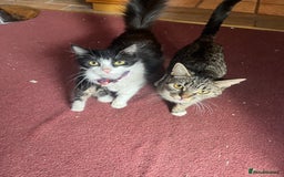 Mixed Breed cats for sale: READY NOW 3 beautiful friendly kittens  - Image 10