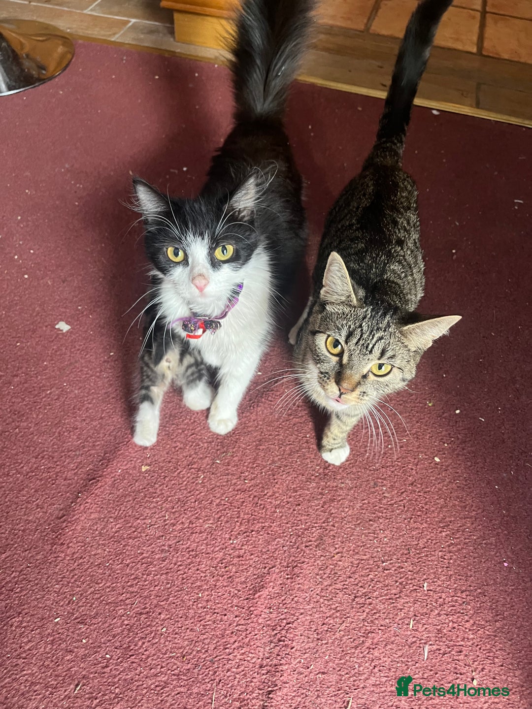 Mixed Breed cats for sale: READY NOW 3 beautiful friendly kittens  - Image 10