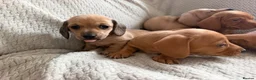 Miniature Dachshund dogs for sale: KC red and cream smooth miniature dachshunds  - Advert 7