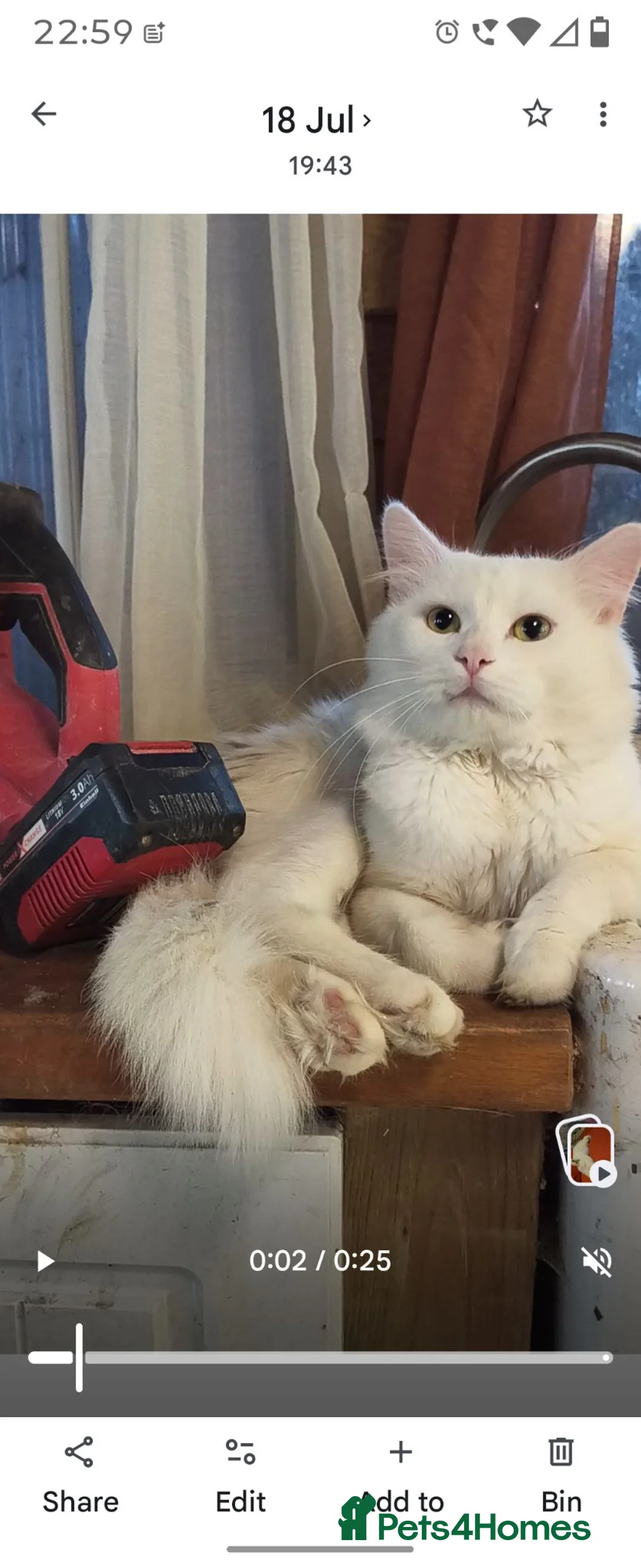 Siberian cats for sale: Lovely Siberian kittens with pedigree in Spalding - Advert 1