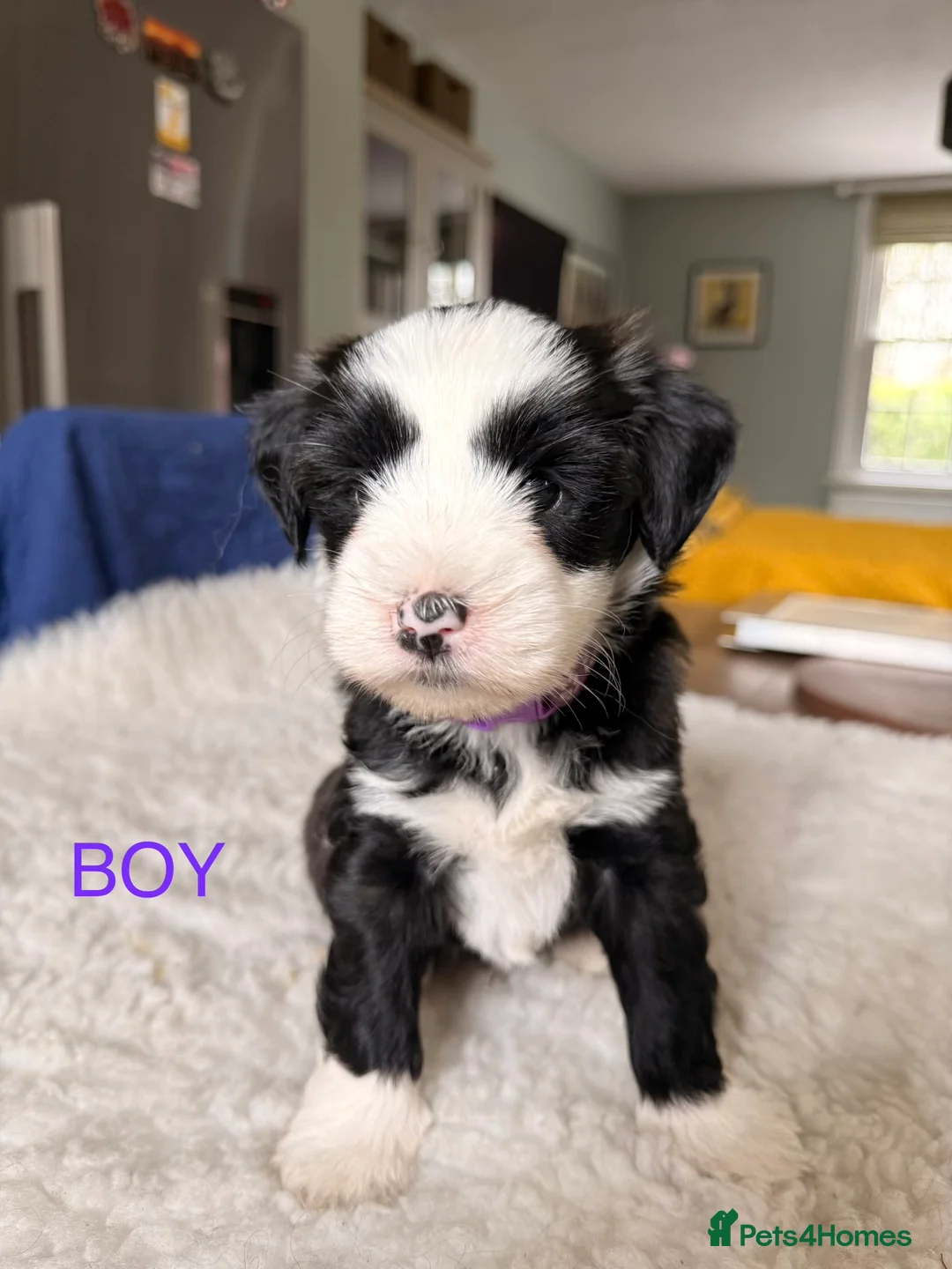 Tibetan Terrier dogs for sale: Tibetan Terrier Pups - Advert 18