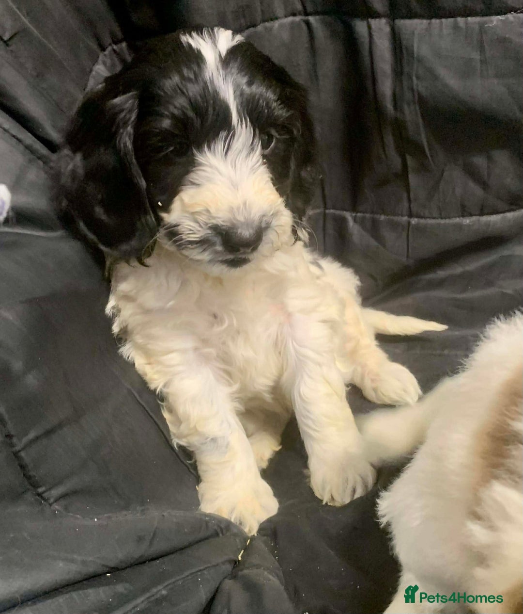 Cockapoo dogs for sale: F1 Cockapoo puppies ready now  - Advert 7