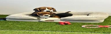Beagle 2