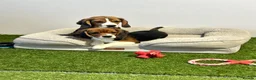 Beagle dogs for sale: Female Tri-Coloured Beagles  - Advert 4