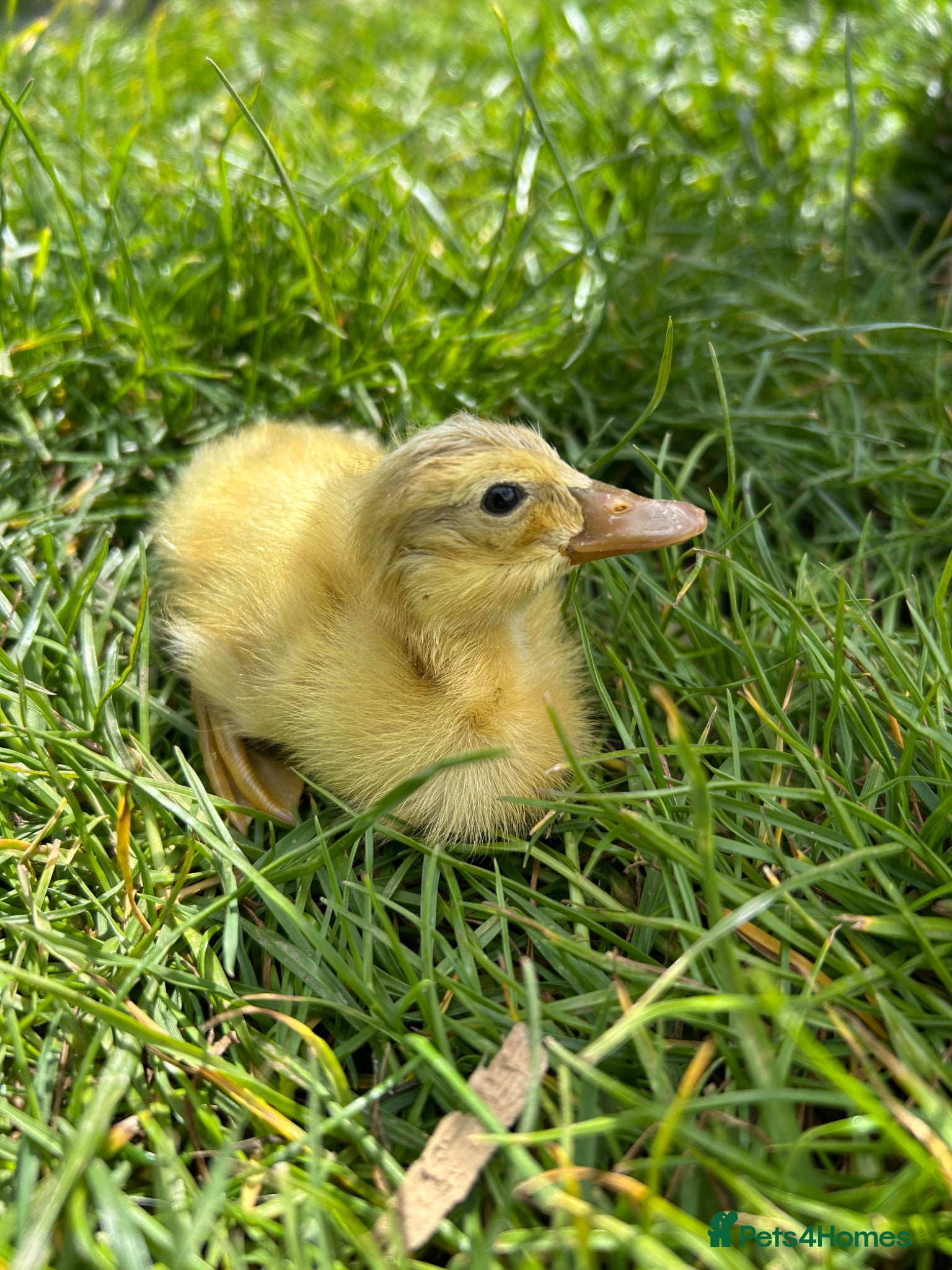 Ducks poultry Pure Indian runner ducklings  - Advert 1