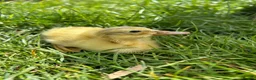 Ducks poultry for sale: Indian runner ducklings  - Advert 1