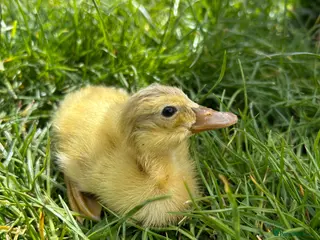 Ducks poultry for sale: Pure Indian runner ducklings - Advert 1