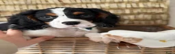 Cavalier King Charles Spaniel dogs for sale: Stunning KC Registered pups - Advert 5