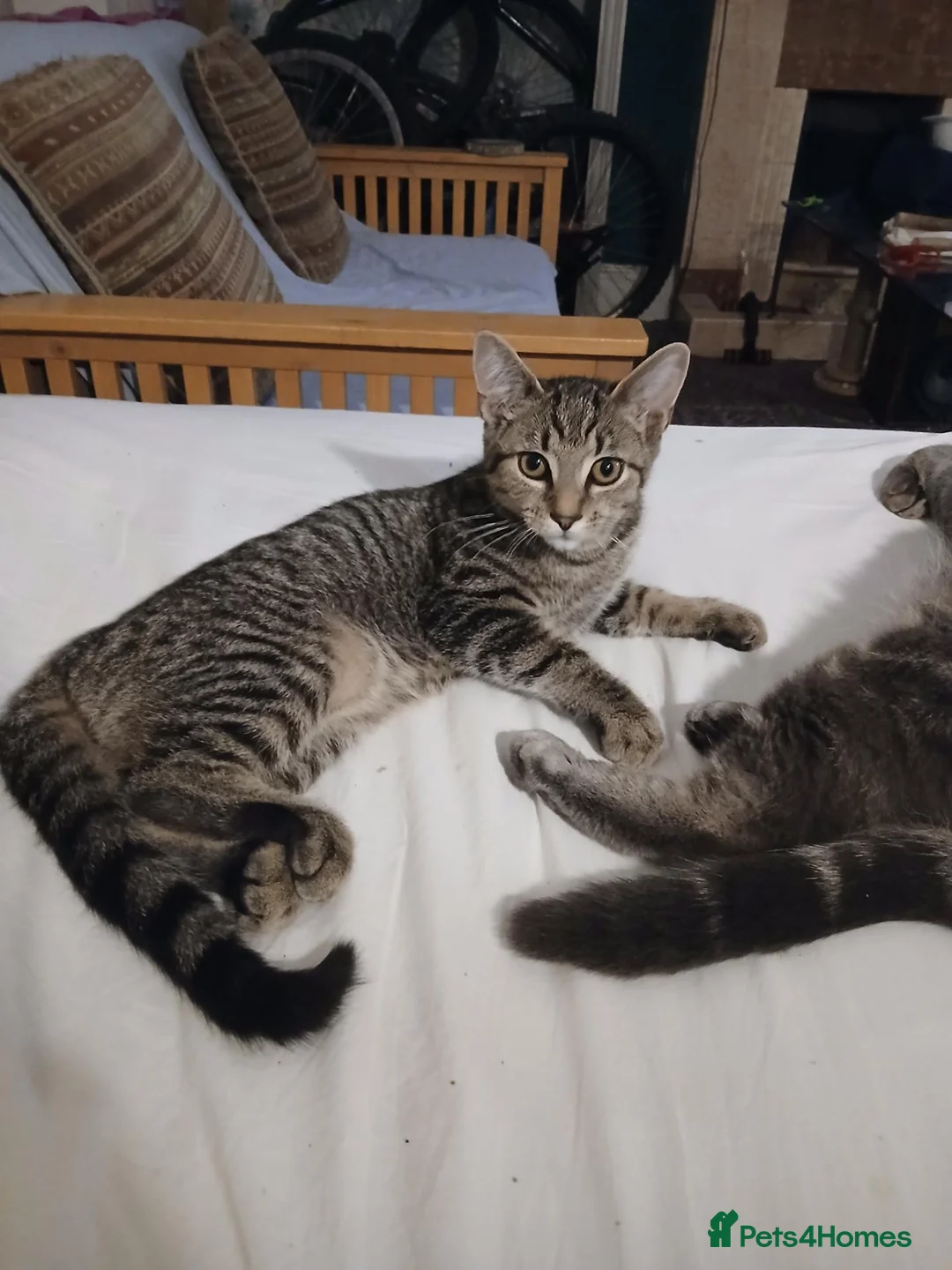 Mixed Breed cats for sale: Lovely 4-Month-Old Kitten Looking for Home - Advert 2