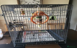 Cockatiels birds for sale: 5 month old cockteil  - Image 2