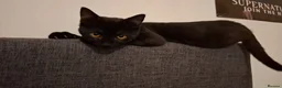Mixed Breed cats for sale: 9 Month Old Kitten For Sale  - Advert 6