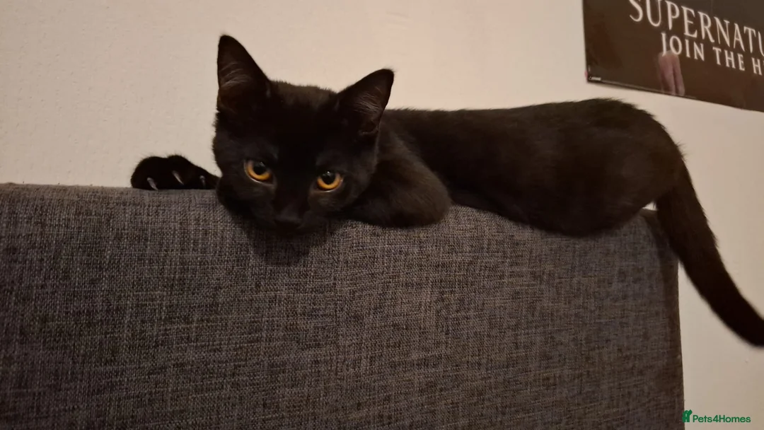 Mixed Breed cats for sale: 9 Month Old Kitten For Sale  - Advert 6
