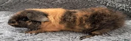 Guinea Pig rodents for sale: Beautiful baby teddy brothers for sale - Advert 5