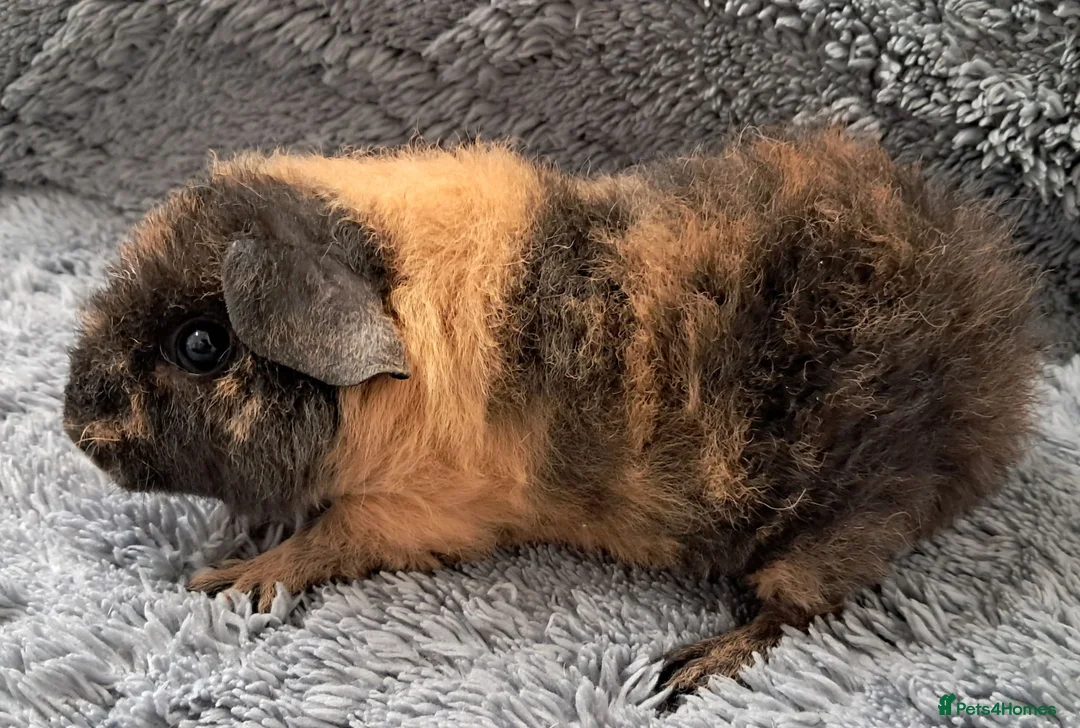 Guinea Pig rodents for sale: Beautiful baby teddy brothers for sale - Advert 5
