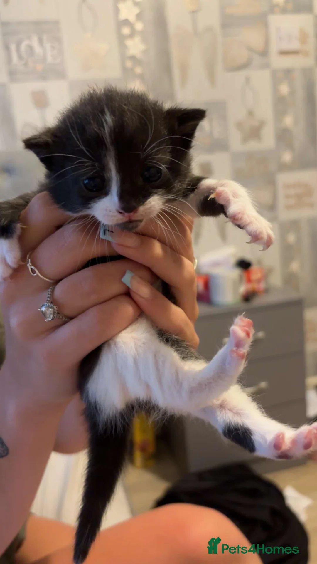 Mixed Breed cats for sale: Kittens  - Advert 2