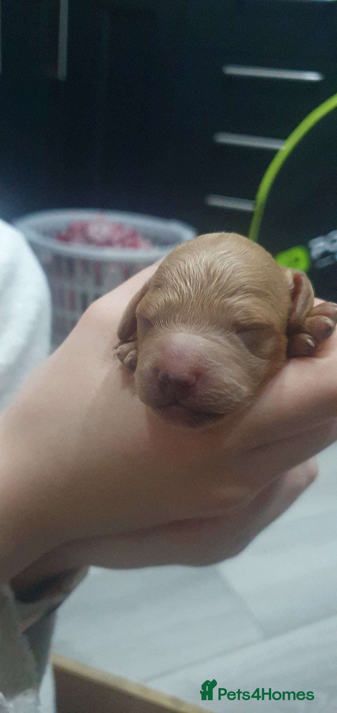 Cockapoo dogs for sale: Top quality F1b Toy Cockapoo puppies - Advert 9