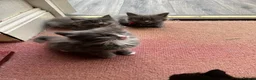 Mixed Breed cats for sale: Beautiful very friendly long haired kittens  - Advert 22