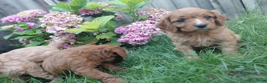 Cavapoo 5