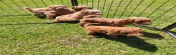 Labradoodle dogs for sale: 🐾 Beautiful Red Labradoodle Puppies – 5 Boys  🐾 - Advert 7