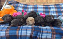 Cockerdor dogs for sale: F1 cockerdor puppies , cocker x labrador  - Image 1