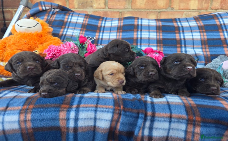 Cockerdor dogs for sale - Advert 2