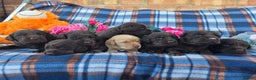 Cockerdor dogs for sale: READY NOW reduced Last choc&tan girl F1 cockerdor - Advert 2