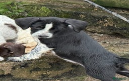 Mixed Breed dogs for sale: 2 gorgeous black Sprollie x Pointer girls - Image 3