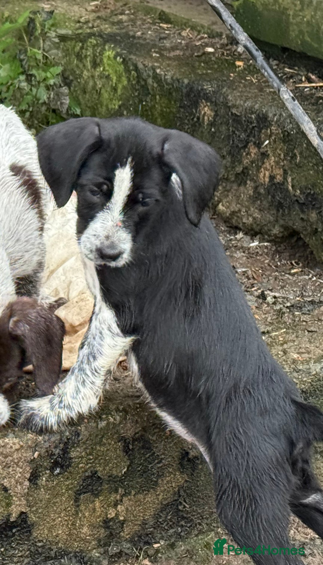 Mixed Breed dogs for sale: 2 gorgeous black Sprollie x Pointer girls - Image 3